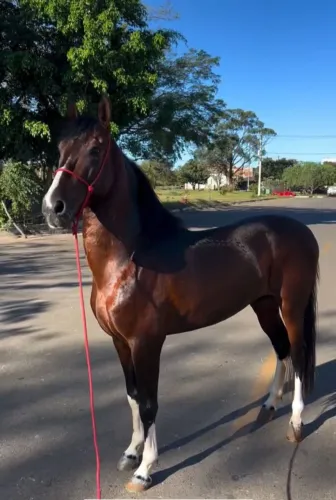 Cavalo manga larga inteiro , 5 anos , marcha batida Registrado