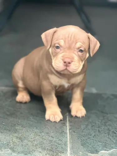 American Bully Pocket com pedigree 