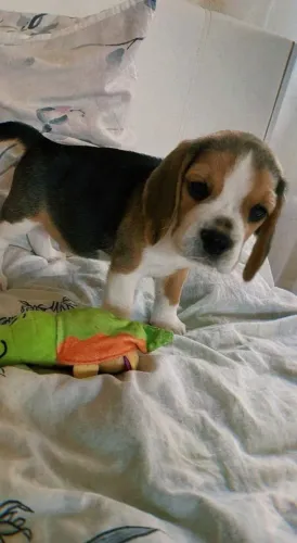 Filhotes de Beagle | Uma presença que encanta.