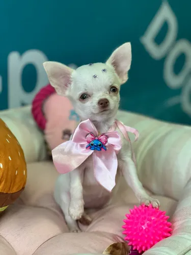 CHIHUAHUA FÊMEA