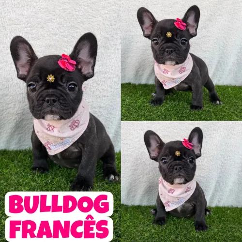 Linda Fêmea de Bulldog Francês aqui no Puppy Stop