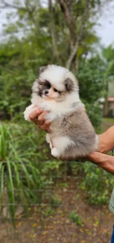 Lulu da Pomerania Macho - Só Hoje