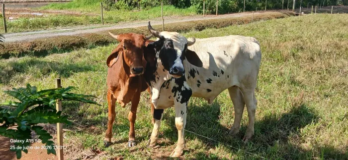 Vendo boi e novilha 