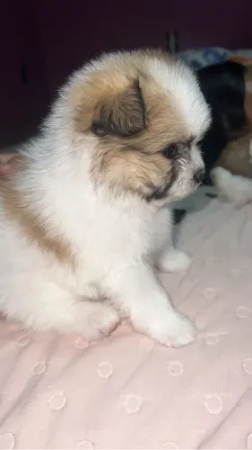 Spitz alemão