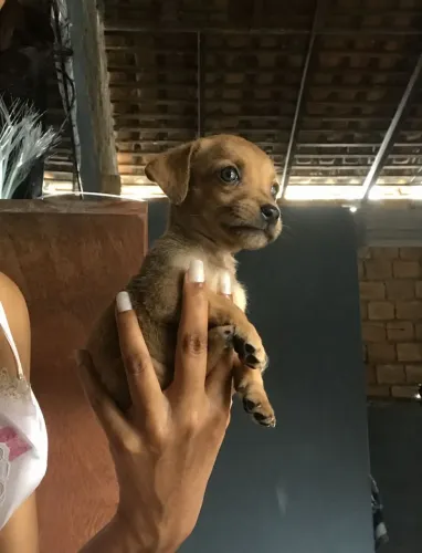 PINSCHER N1 COM N2 FEMÊA RAÇA PURA 