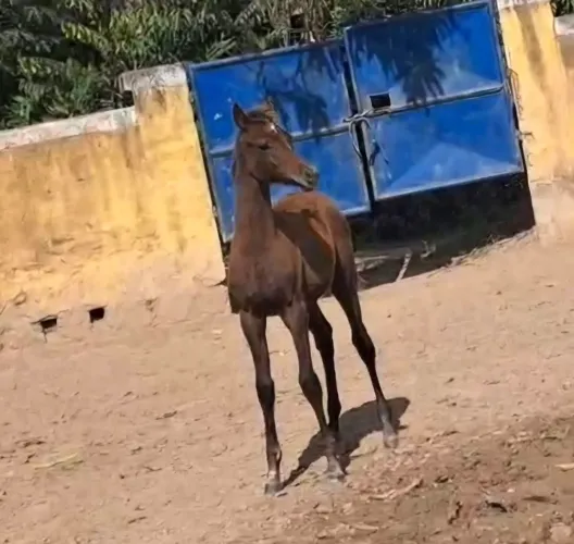 Potra arabe