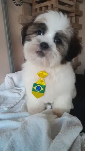 Vendo Filhote de Shitzus com 3 meses