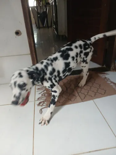 ? Anúncio ? Filhote de Dálmata (3 meses)<br>