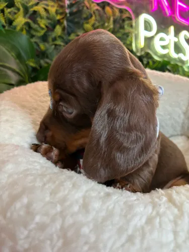 Dachshund lindo !!! Chocolate