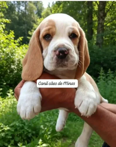 Filhote de Beagle puro