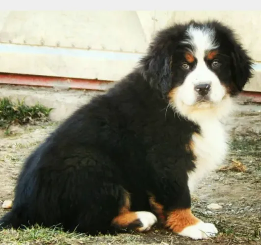 Bernese Mountain Dog,Bernese Mountain Dog Filhote Disponível Entrega Facilitada