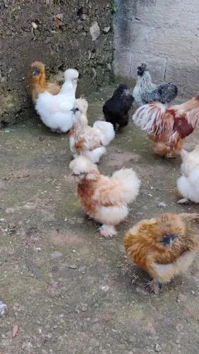 Ovos galados de sedosa do Japão 
