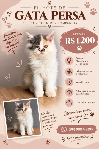 Vendo Gata Persa