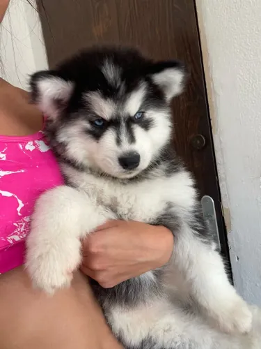 Filhote Husk Siberiano