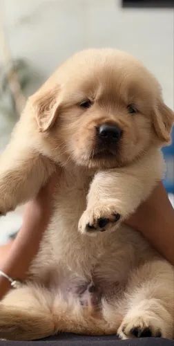Filhotes de Golden Retriever Alto Padrão