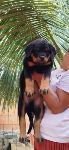 Filhotes disponíveis Rotweiller