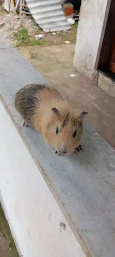 Porquinho da índia 