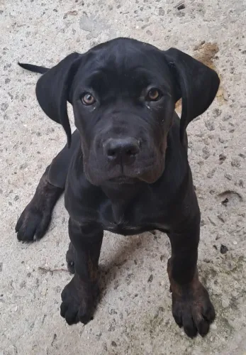 Cane corso filhotes