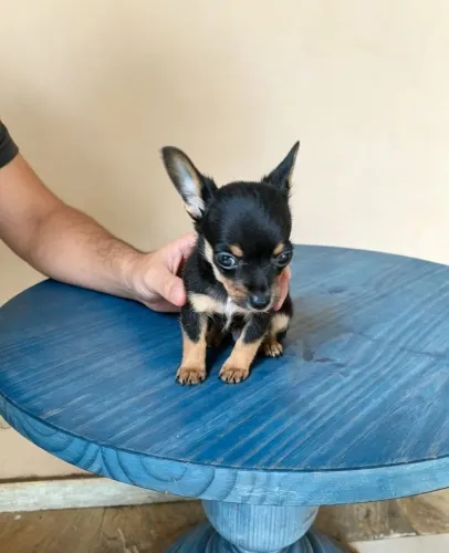 Pinschers a disposição 