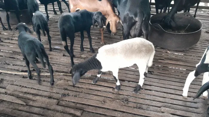 Vendo carneiro dooper e santa ines
