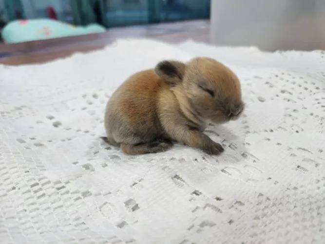 Mini Coelho Holandês