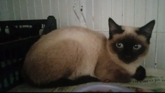 Doação de lindas gatinhas
