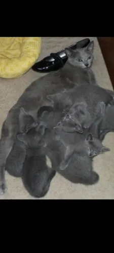 Gatos azul russo antialérgicos