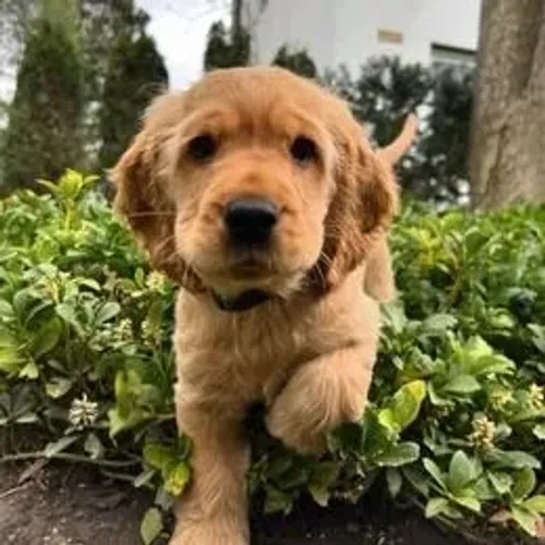 Cocker Spaniel,Cocker Spaniel Filhote Linda Linhagem Disponível