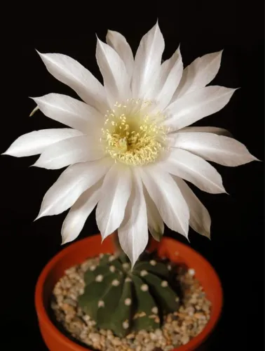 20 sementes do cacto echinopsis subdenudata