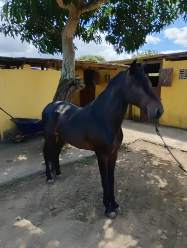 Cavalo Garanhão Mangalarga Machador TOP 4 Anos Registrado Elvis do Kangurito