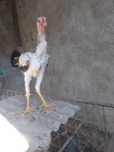 Frango índio gigante