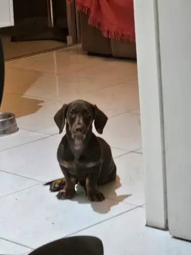 Dachshund fêmea para cruzar