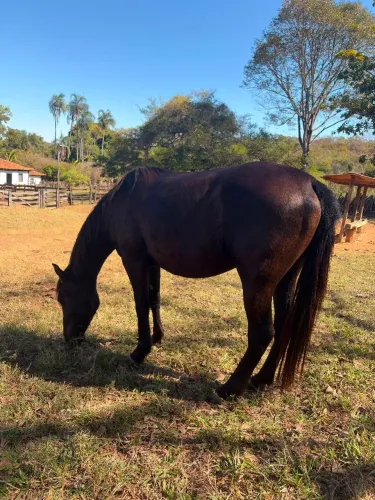 Cavalo xucro a venda 
