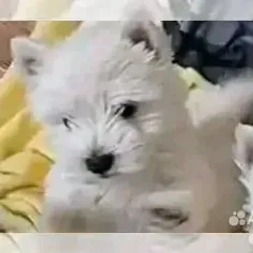West Terrier Fêmea Muito Linda