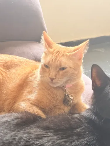 Adoção Responsável - Gatos