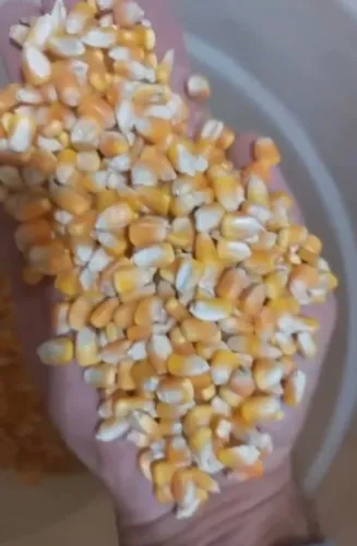 Produtos Agricolas direto da Fazenda (Milho em Grãos,Quirela,Farelo moido de milho e soja)