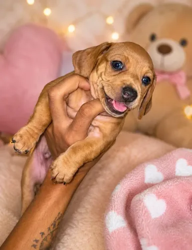 Cachorro cofap