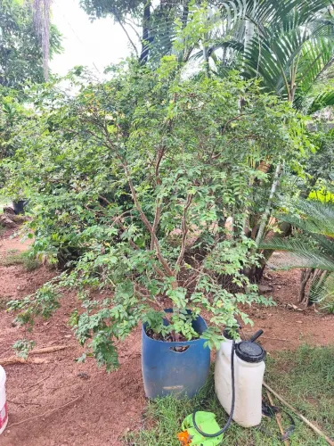 Jabuticaba Sabará já produziu