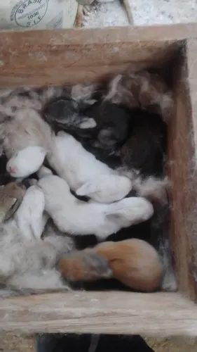 Vendendo coelhos raça pequena