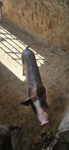 Vende-se Leitoes e Porca