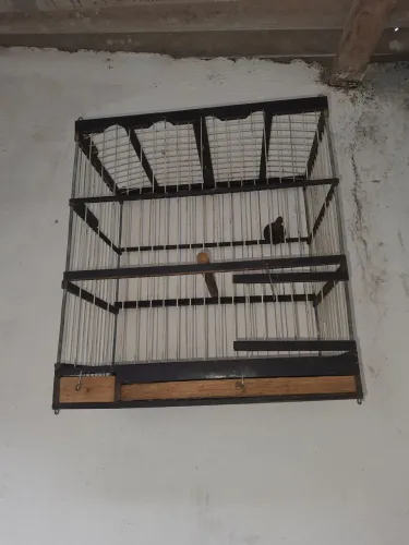 Gaiola 30 REAIS LRA VENDER LOGO