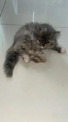 Gato persa 