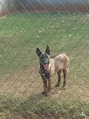 Filhotes de Pastor Belga de Malinois 