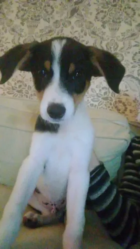 Cachorro 6 meses 