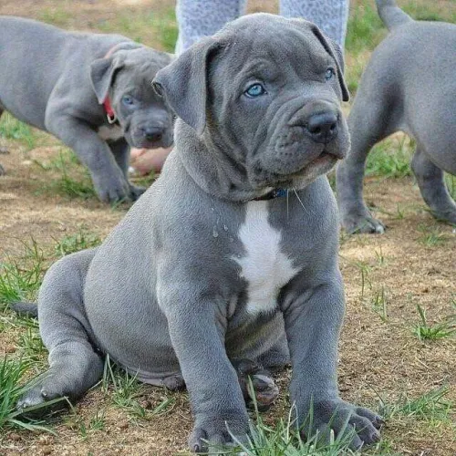 Cane Corso Um laço que une com naturalidade