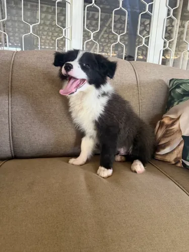 Filhote do Border collie Goiânia / Brasília