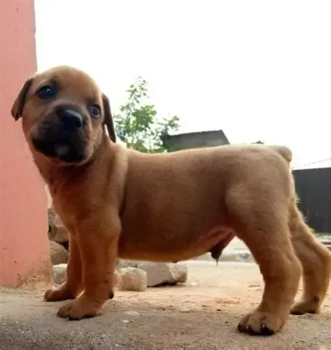 labrador 