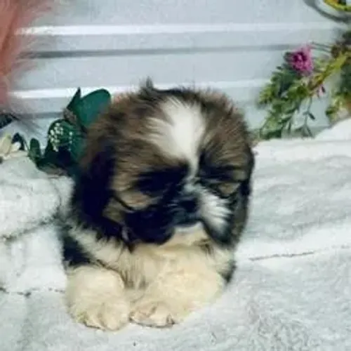 Shih Tzu,Shih Tzu Filhote Estrutura Perfeita Disponível
