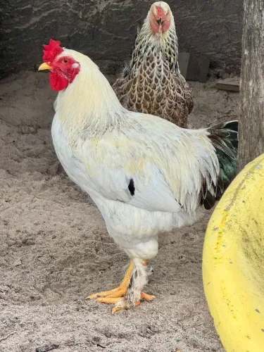Galo Brahma com gigante negro 