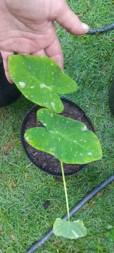 Colocasia Elepaio Milk uma muda